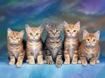 Animals - Pets Desktop Wallpaper collection.