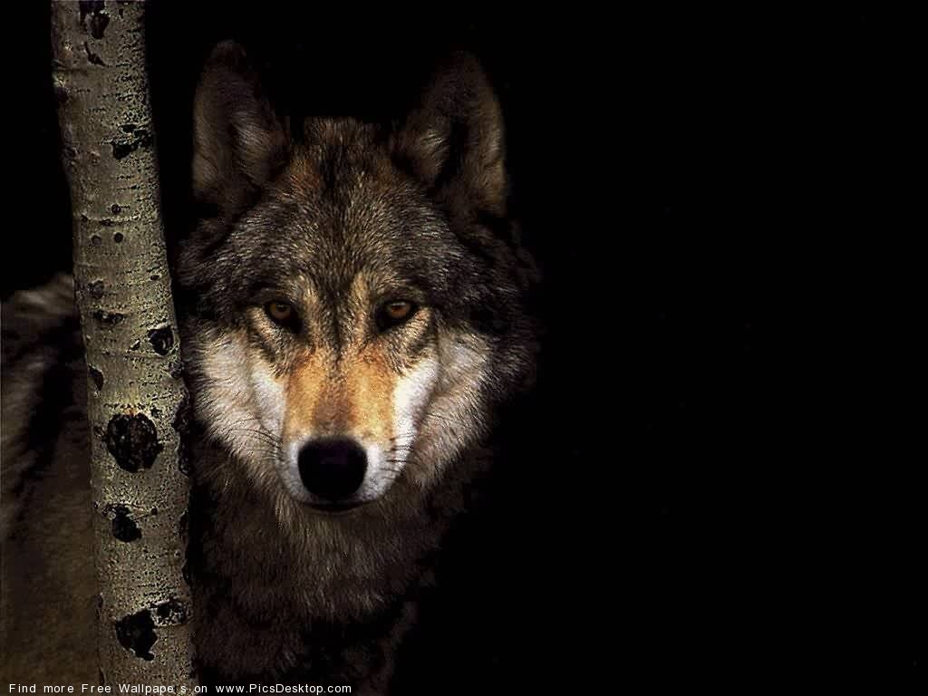 The Wolf Wild Animals Free Desktop Wallpaper Collection 4