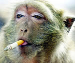 monkey-smoking.jpg